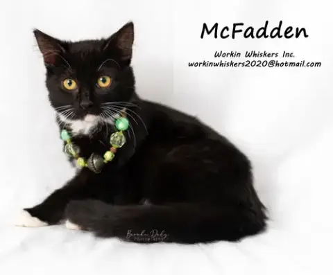Mcfadden photo 3