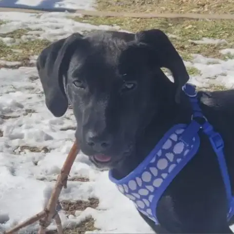 Finn photo 4