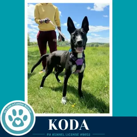 Koda 101125