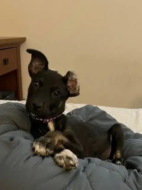 Kora photo 2