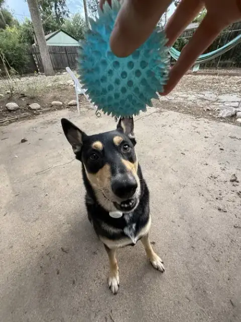 Luna Meatball photo 5