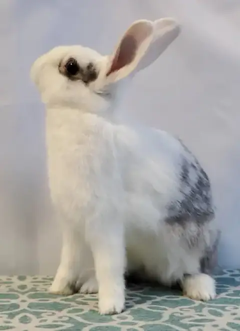 Pebbles