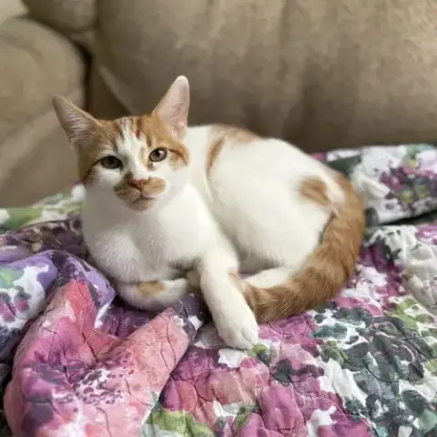 Devereaux