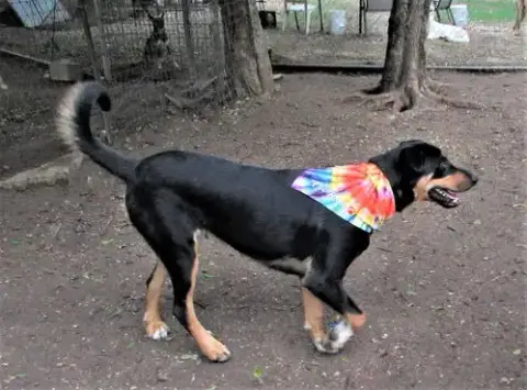 Scout photo 4