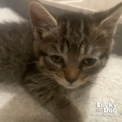 Pepper photo 3