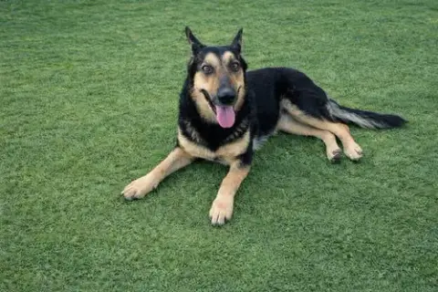 Dakota