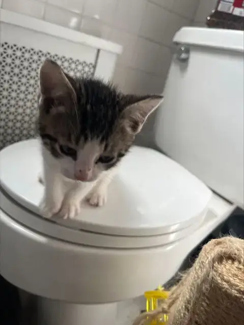 Peppa Kitten photo 2