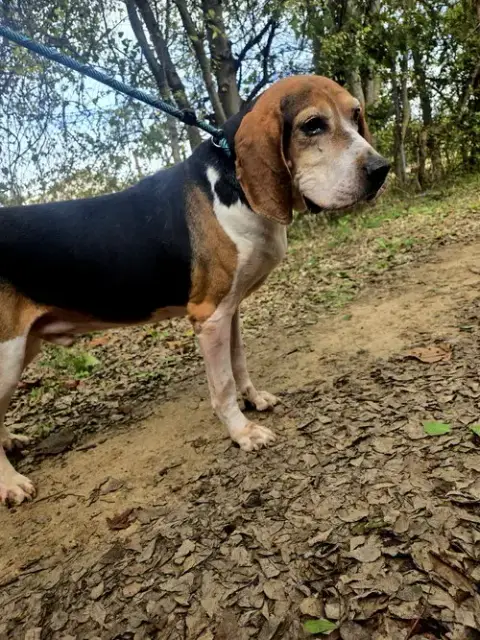 Rocko