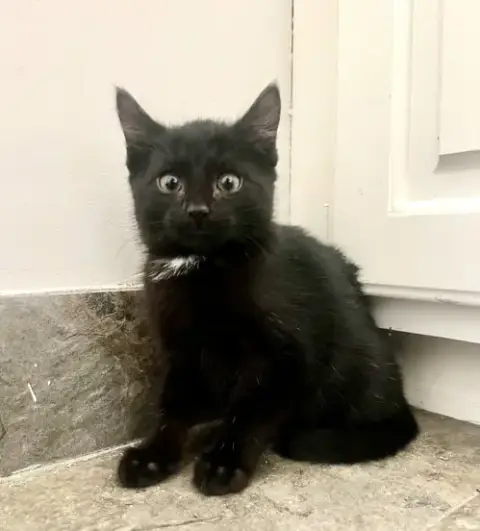 Pip photo 5