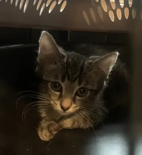 Milo photo 3