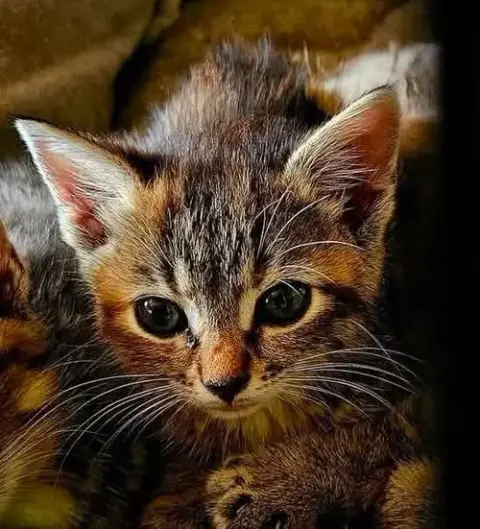 Tammy