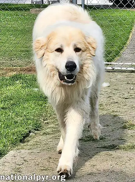 Cooper In Ky photo 3