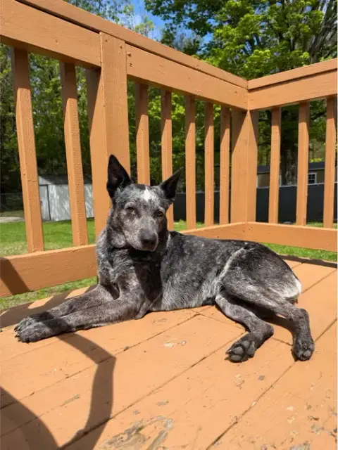 Lyla