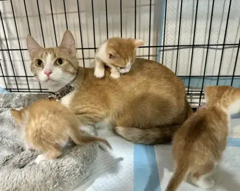Orange Kitties photo 4