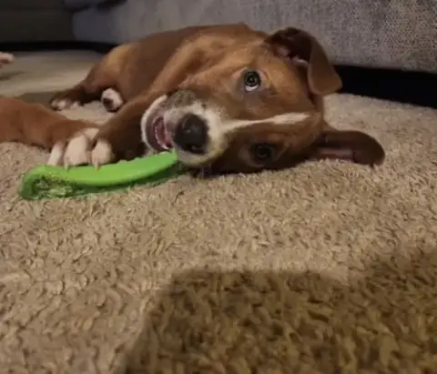 Pepper photo 5