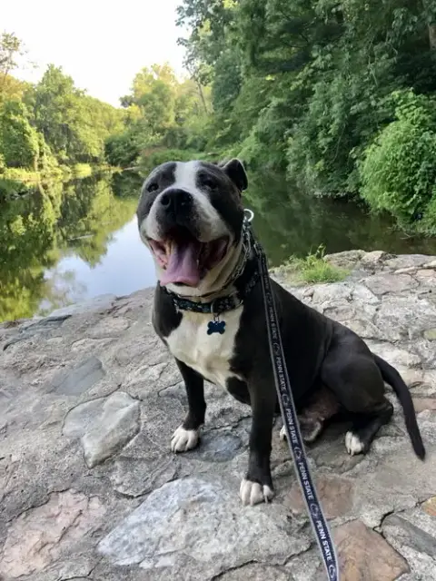 Rocky *Foster Needed* photo 4