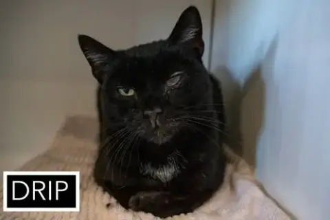 Drip: Medical Foster Requested photo 3