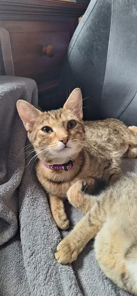 Ss Kitties photo 4