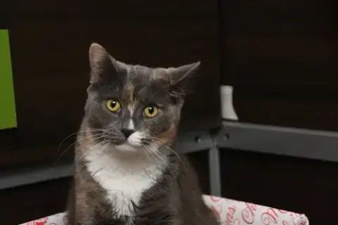 Mango photo 3