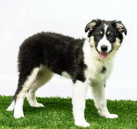 Puppy Grace Under Fire