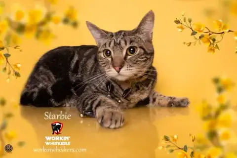 Starbie