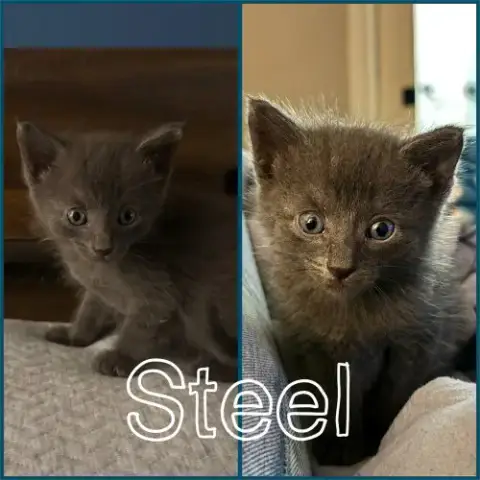 Steel