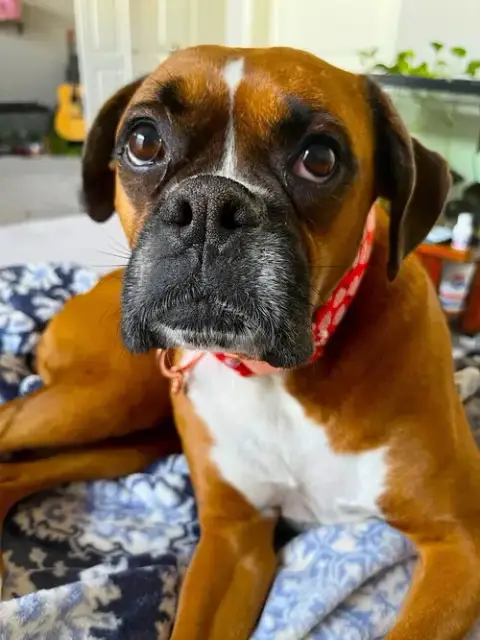 Rosie Vii photo 3