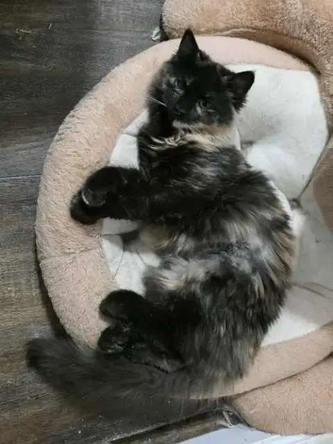 Fur-Nanda photo 2
