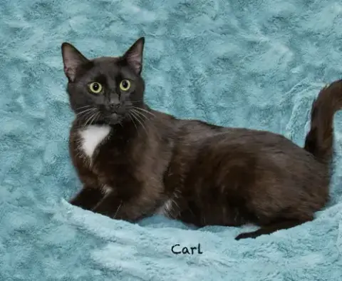 Carl photo 2