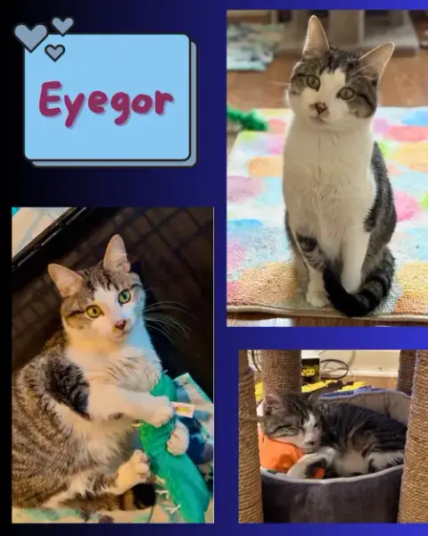 Eyegor photo 4
