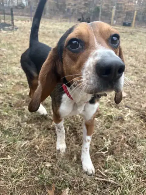 Rocky Beagle