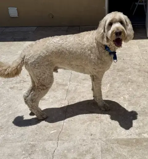 Goldendoodle Billy Hypoallergenic photo 4