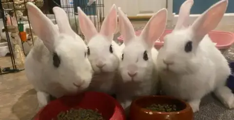 Luna'S Mars Rabbit photo 2