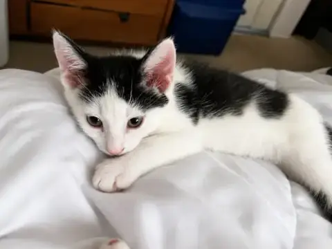 Oli Eye photo 2
