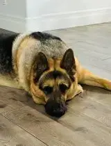Gus