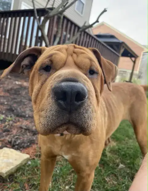 Piper