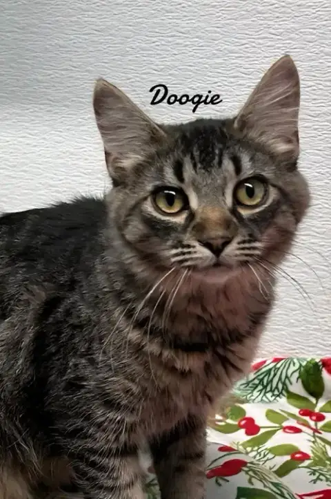 Doogie photo 2