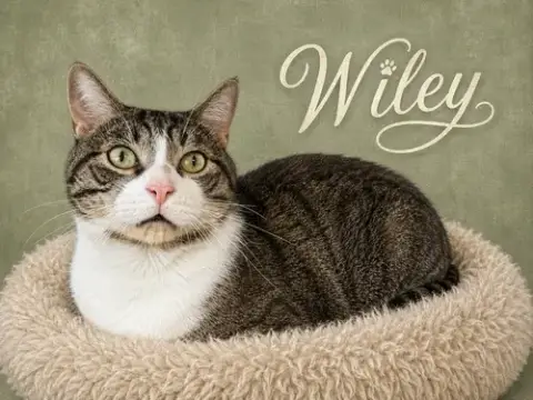 Wiley photo 2