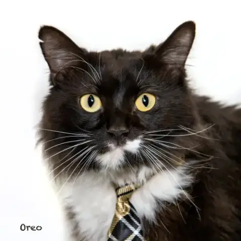 Oreo