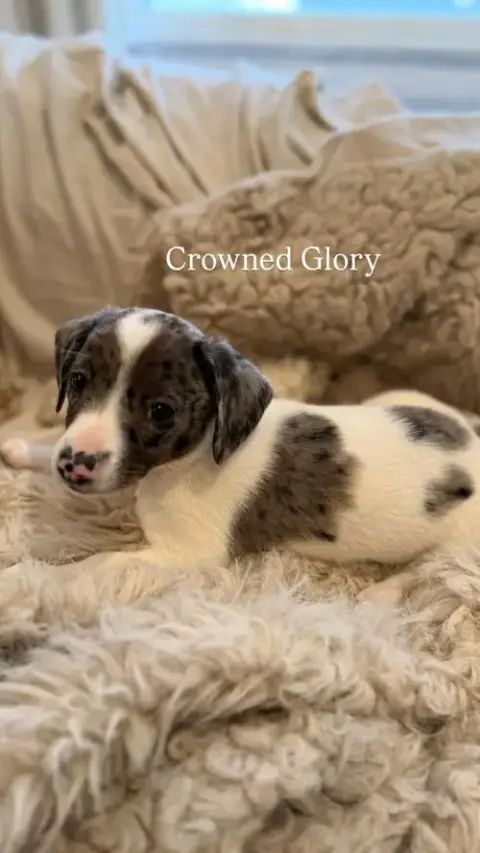Crowned Glory photo 5