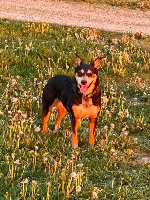 Rosie photo 3