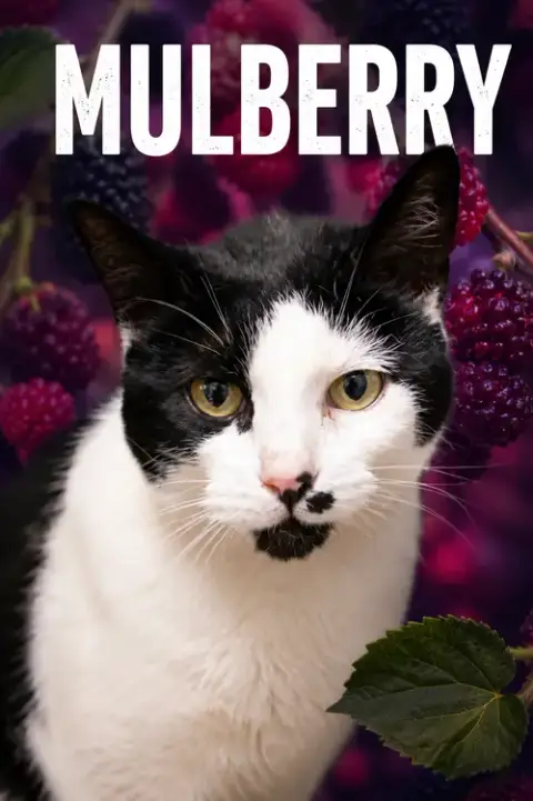 Mulberry