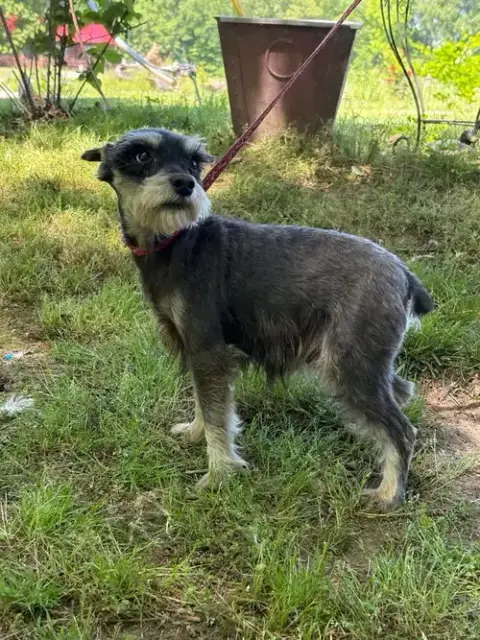 Violet/ Mini 6Lbs photo 2