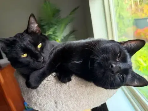 Mercy & Roxy photo 5