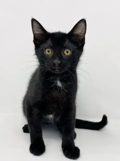 Ct Litter Felicity photo 5
