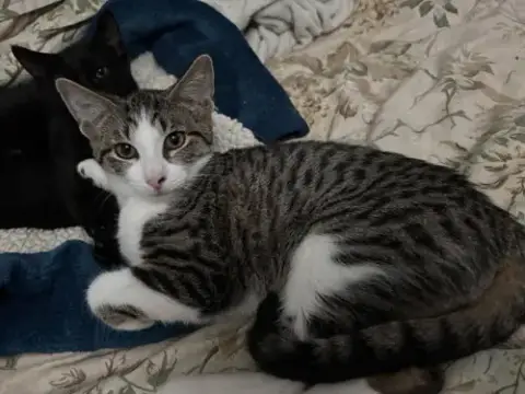 Cats/Kittens photo 4