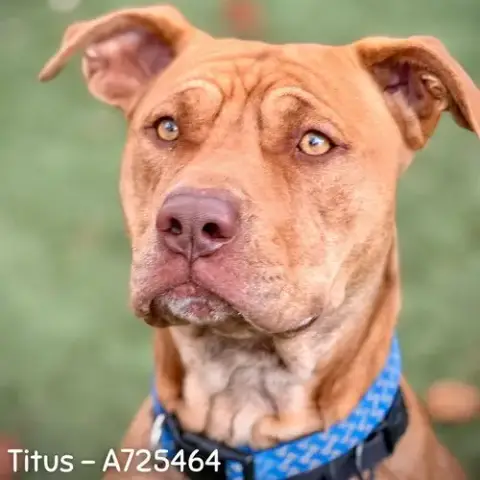 Titus