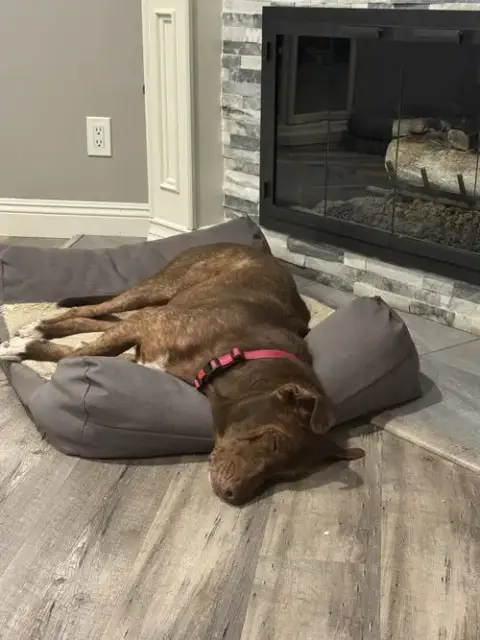Rosie photo 3
