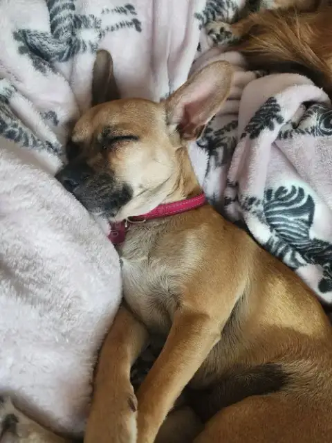 Pip #2 photo 4