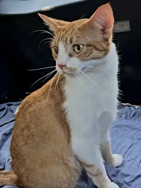 Kitten Chewy